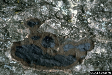 Hypoxylon Canker